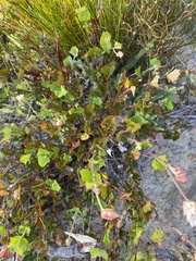 Xanthosia rotundifolia