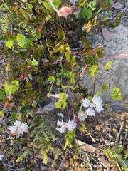 Xanthosia rotundifolia