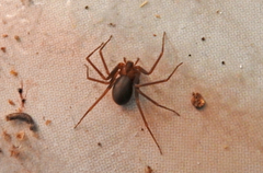 Loxosceles rufescens