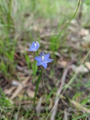 Thelymitra peniculata