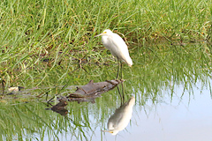 Egretta garzetta nigripes