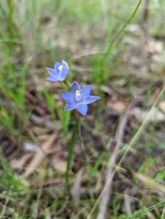 Thelymitra peniculata