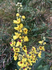Verbascum chaixii
