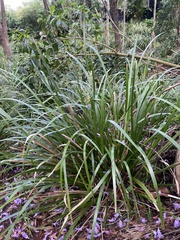 Lomandra hystrix