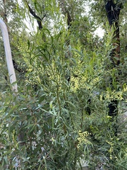Acacia myrtifolia