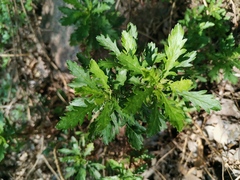Euryops chrysanthemoides