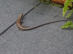 Eutropis longicaudata