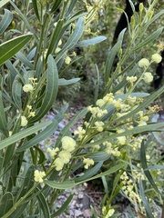 Acacia myrtifolia