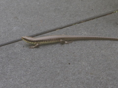 Eutropis longicaudata