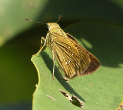 Pelopidas mathias