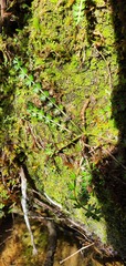 Anisotome aromatica