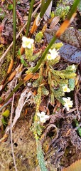 Kelleria dieffenbachii