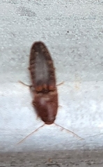 Elateridae