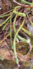 Kelleria dieffenbachii