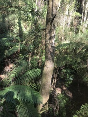 Atherosperma moschatum