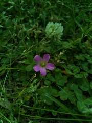 Oxalis debilis