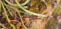 Kelleria dieffenbachii