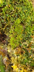 Hymenophyllum multifidum