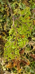 Hymenophyllum multifidum