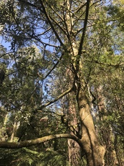 Atherosperma moschatum