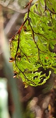Hymenophyllum multifidum