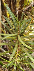 Pseudopanax linearis