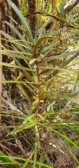 Pseudopanax linearis