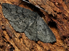 Melanodes anthracitaria