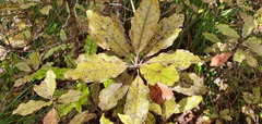Quintinia serrata