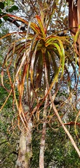 Dracophyllum elegantissimum