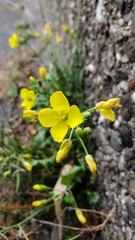 Diplotaxis tenuifolia