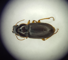 Harpalus sinicus