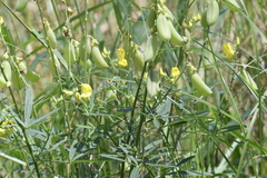 Crotalaria spectabilis