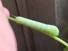 Hippotion celerio