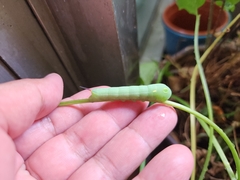 Hippotion celerio