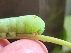 Hippotion celerio