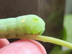Hippotion celerio