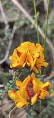 Pultenaea gunnii