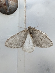 Epirrita dilutata