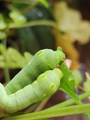 Hippotion celerio