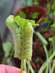 Hippotion celerio