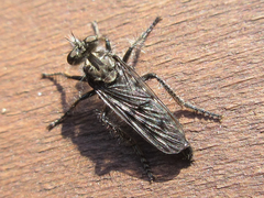 Cyrtopogon