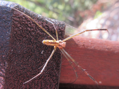 Trichonephila clavata