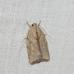 Euchaetis inceptella