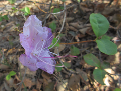 Rhododendron mucronulatum