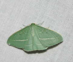 Chlorocoma stereota