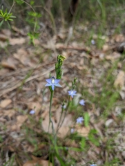 Thelymitra pauciflora
