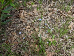 Thelymitra pauciflora