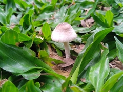 Agaricales