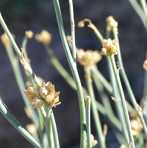 Hermbstaedtia